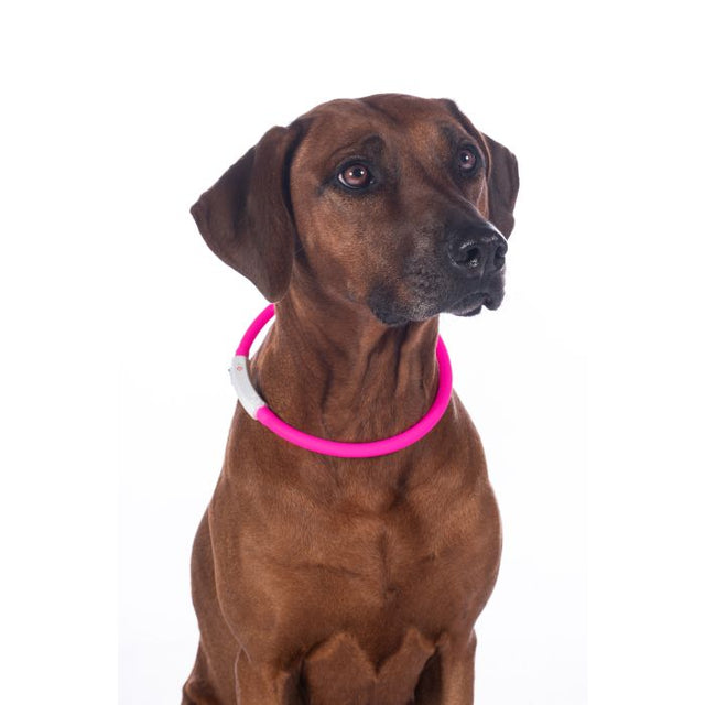 HKM Illuminated Collar For Dogs -Led- #colour_pink