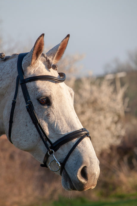 Henry James Comfort Flash Bridle #colour_black