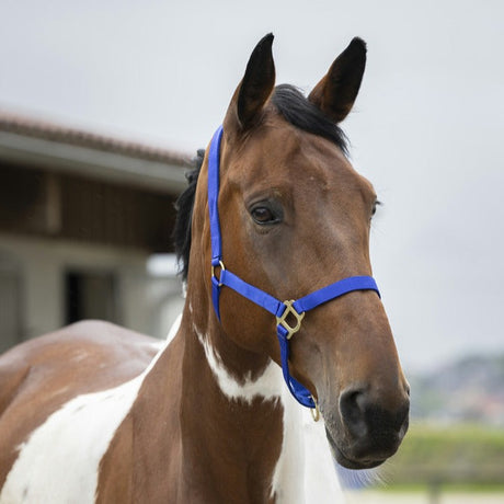 Norton Double Thickness Nylon Headcollar With Buckles #colour_royal-blue