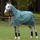 Weatherbeeta Comfitec Tyro Combo Neck Lite Plus Turnout Rug #colour_green-burnt-orange-white