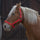 Norton Pro Headcollar For Draught Horse #colour_red