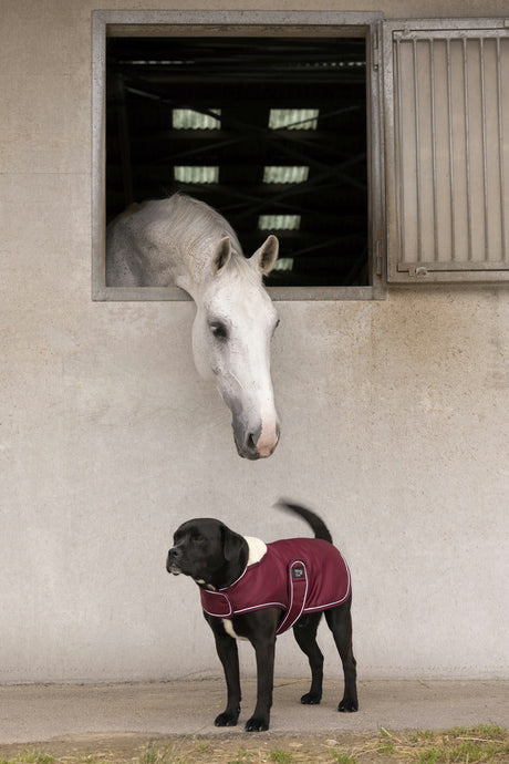 Diego & Louna Teddy Nylon Rug #colour_burgundy