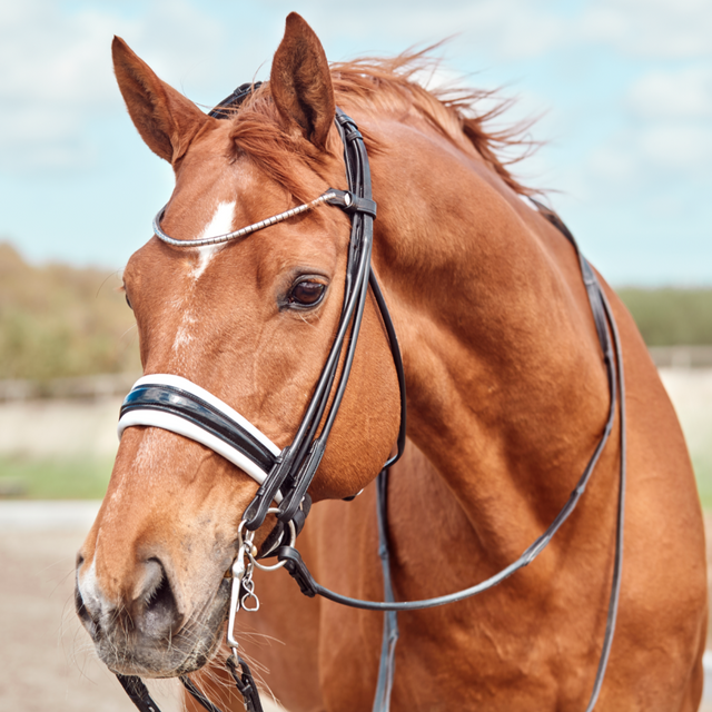 Finesse Cassidy Double Bridle #colour_black-patent-white-silver